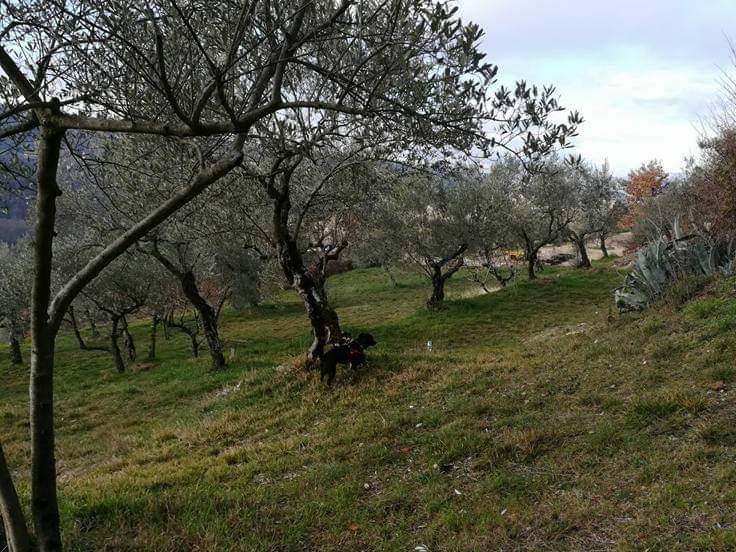 immagine annuncio 2 di 9
