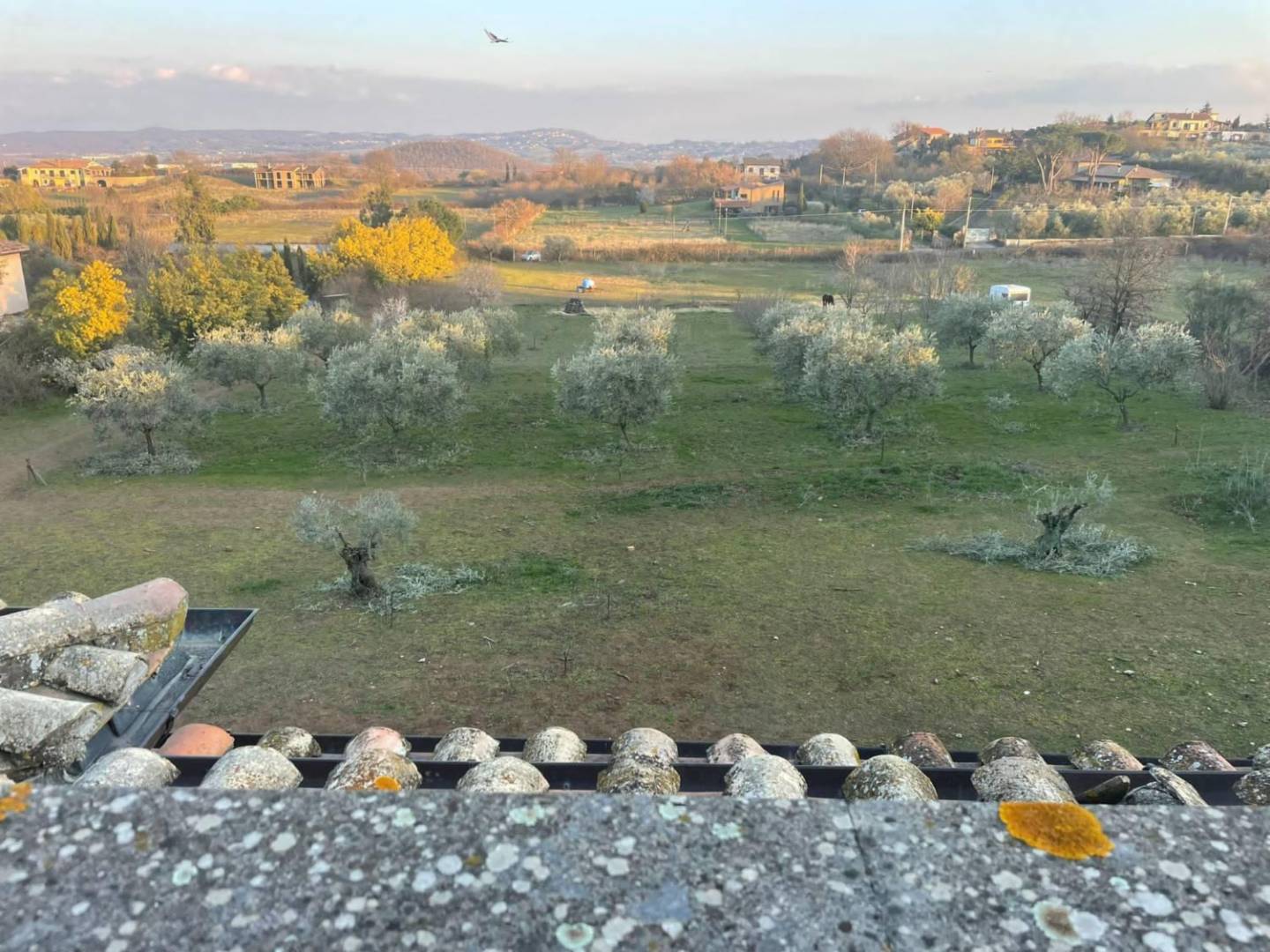 immagine annuncio 4 di 6