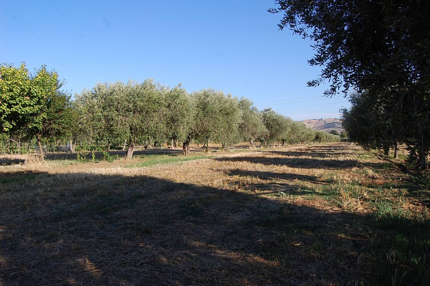 immagine annuncio 6 di 8