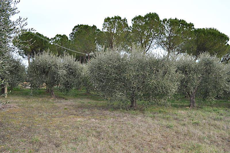 immagine annuncio 5 di 6