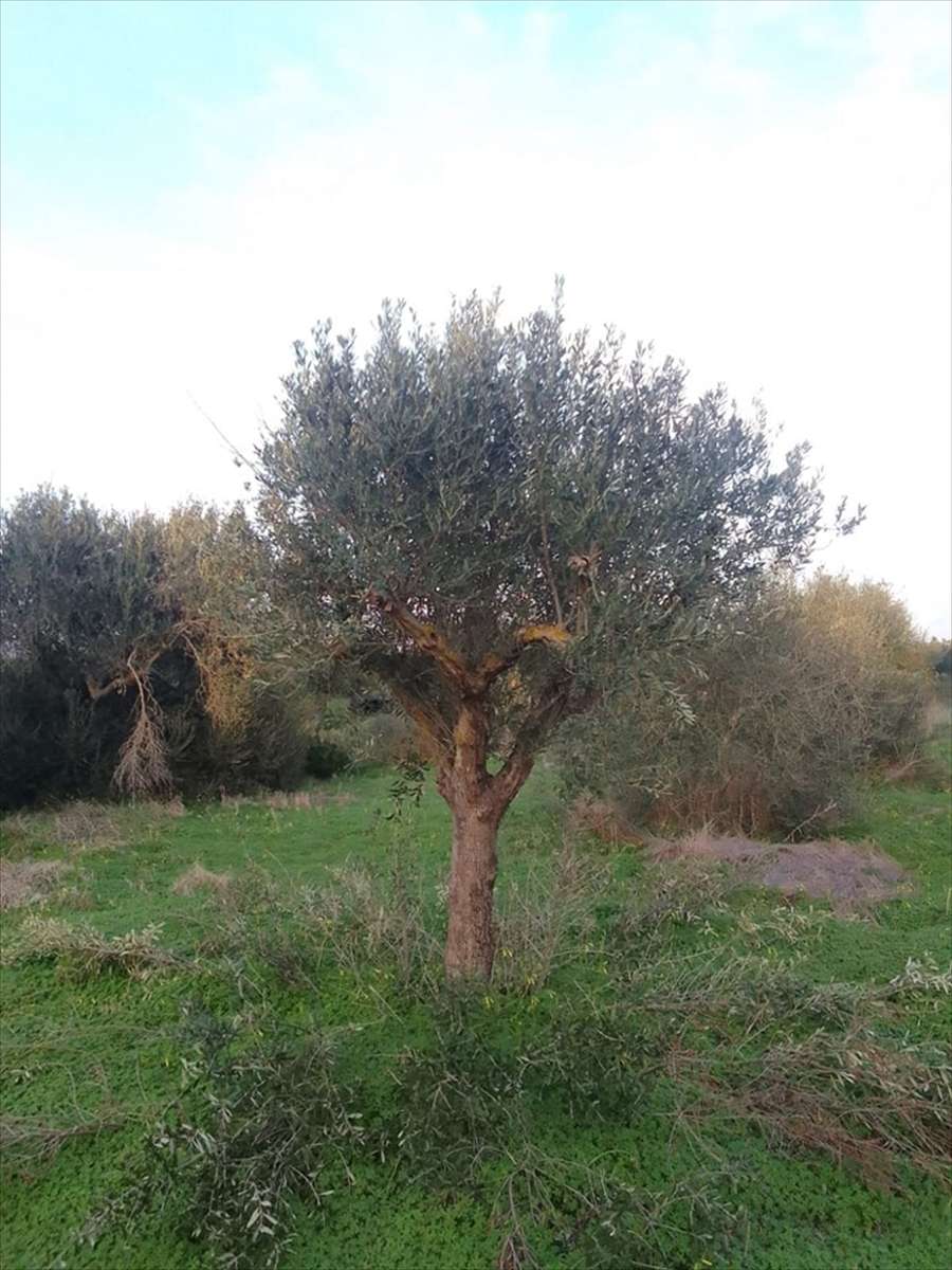 immagine annuncio 7 di 8