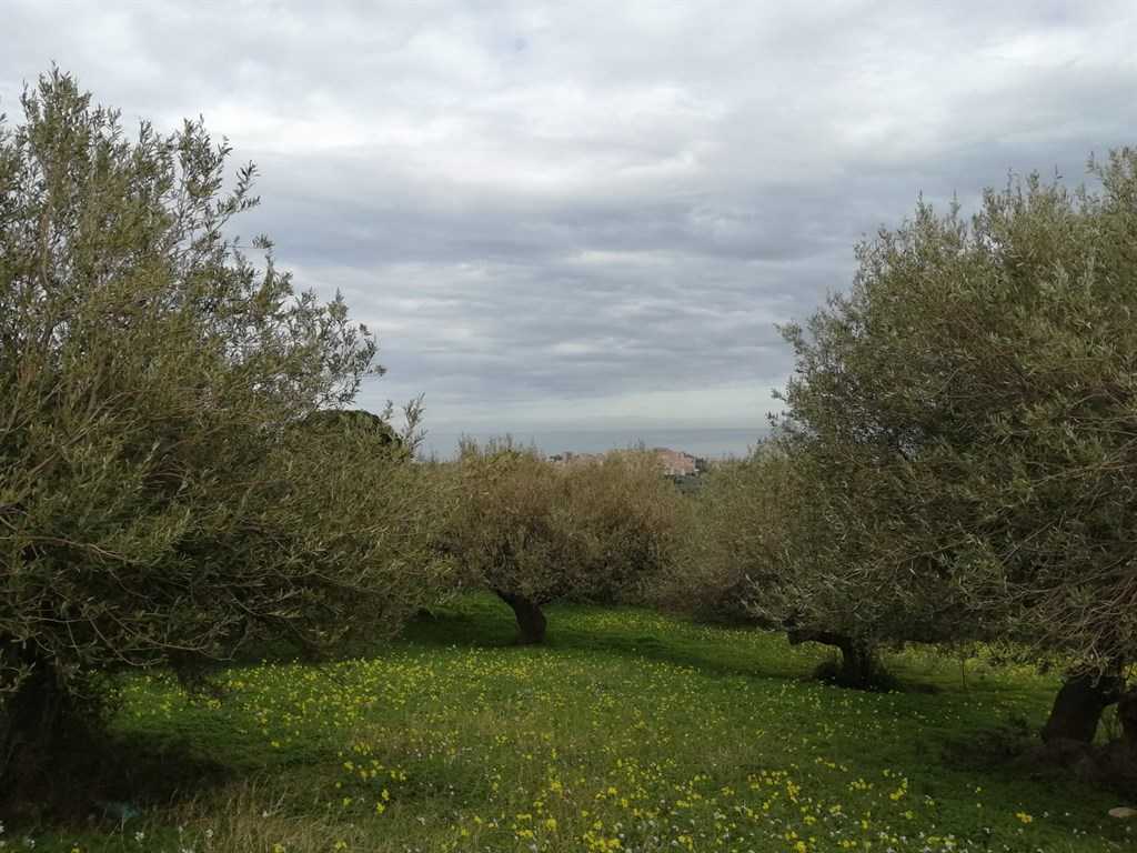 Terreno agricolo C.da Figurella, Termini Imerese