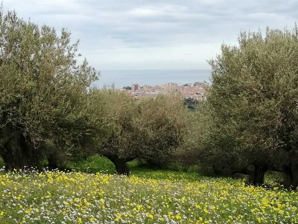immagine annuncio 1 di 7