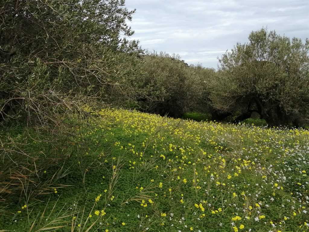 immagine annuncio 2 di 7