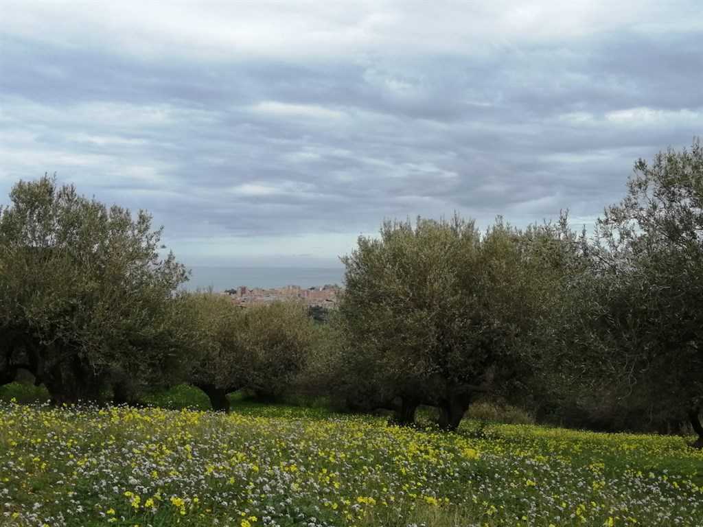immagine annuncio 5 di 7