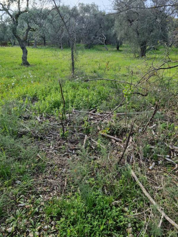 immagine annuncio 2 di 4