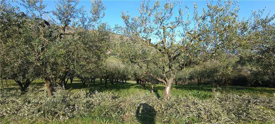 immagine annuncio 9 di 11