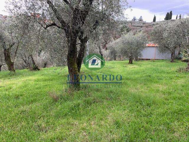Terreno agricolo La Necchia, Buggiano