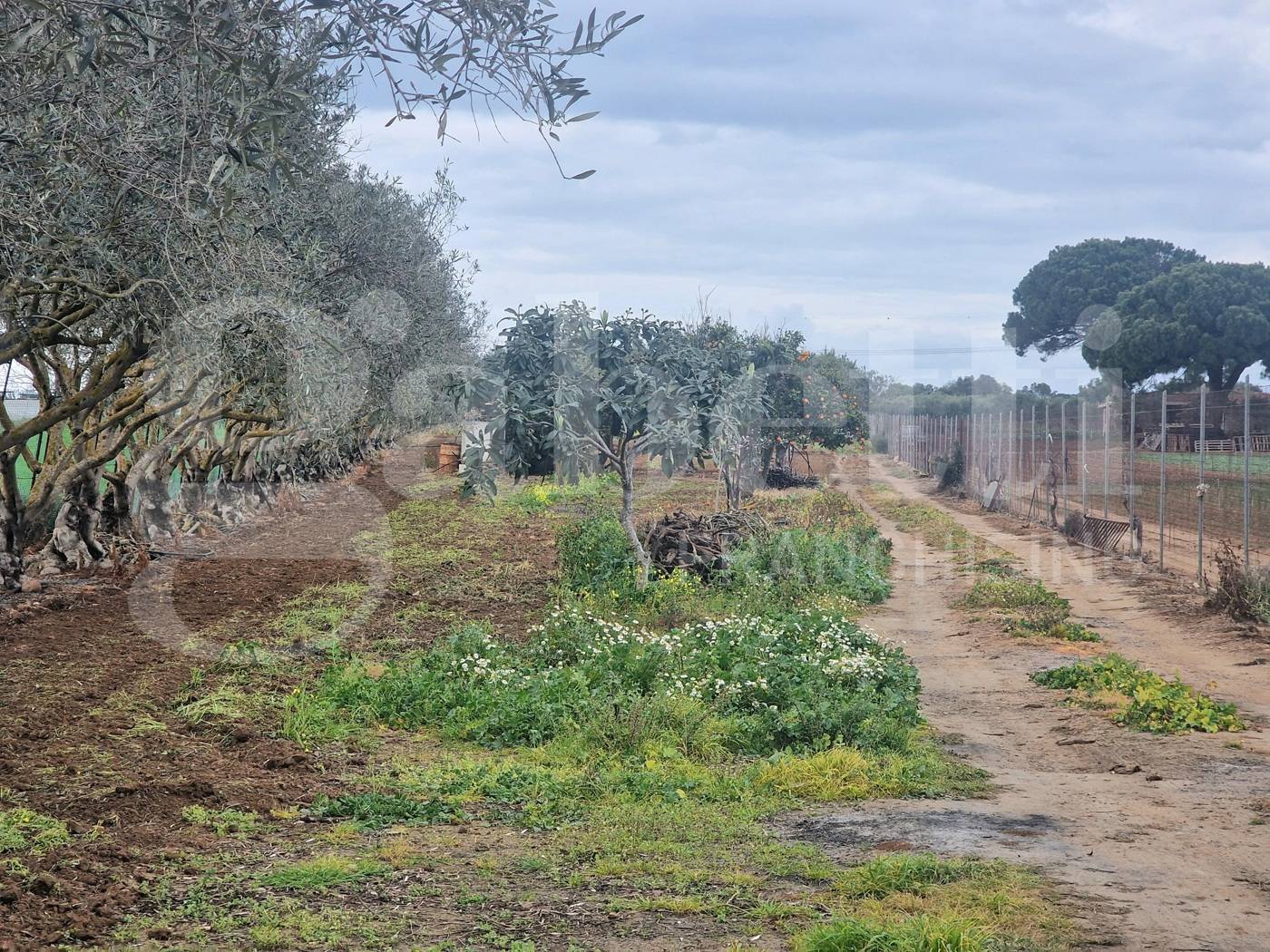 immagine annuncio 6 di 8