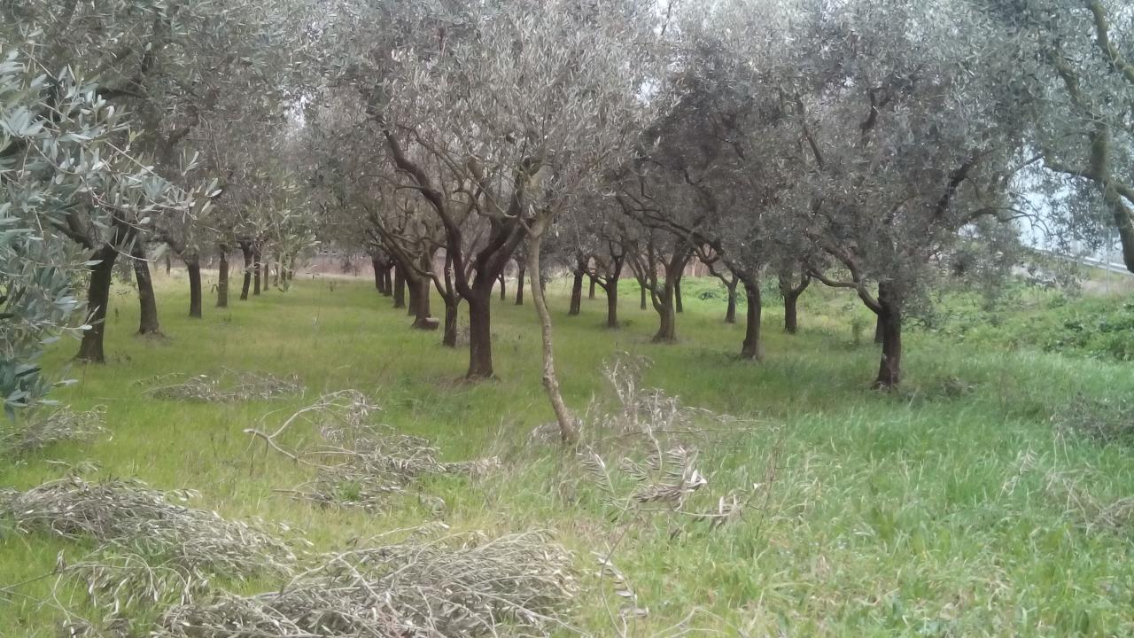 Terreno agricolo via dei sepolcri2, Pisa