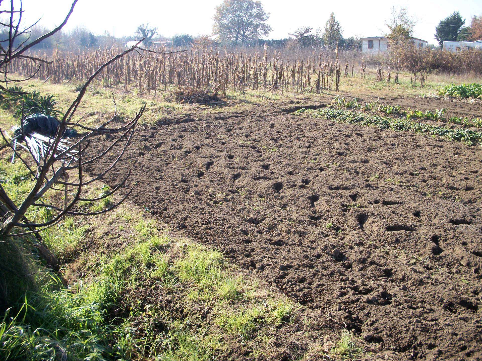 Terreno agricolo Via Di Padule, Pisa