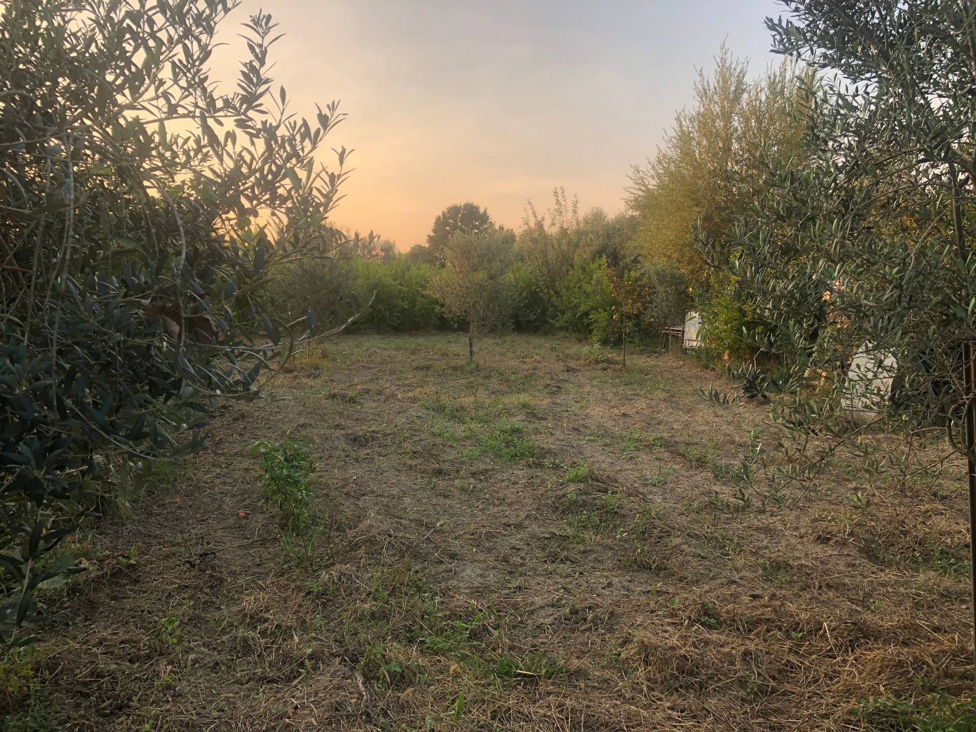 Terreno agricolo via montanelli, Pisa