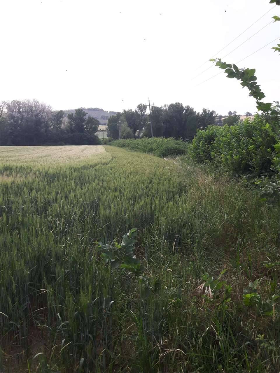 immagine annuncio 4 di 6