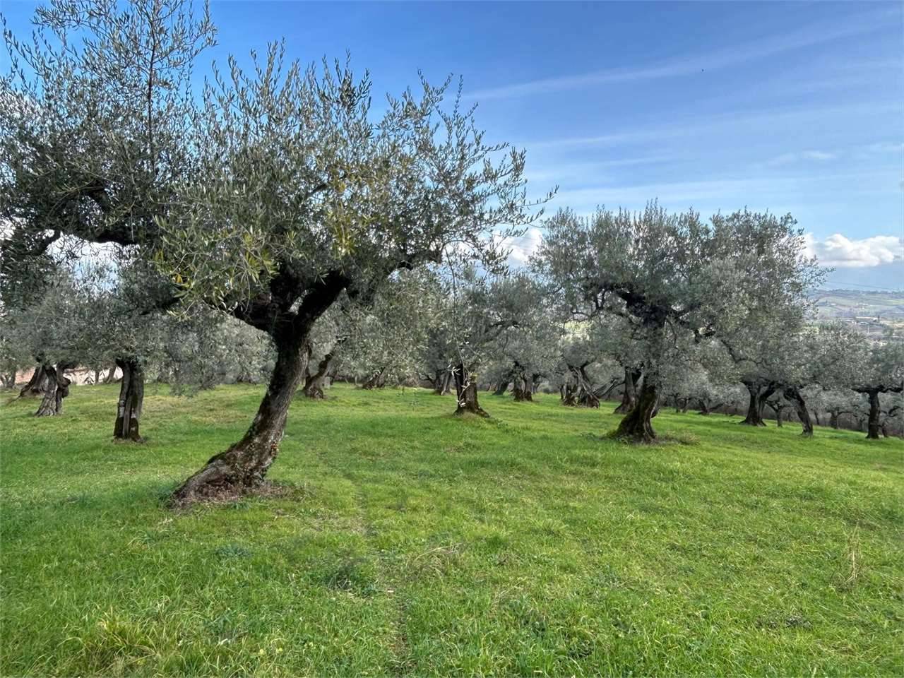 immagine annuncio 1 di 8