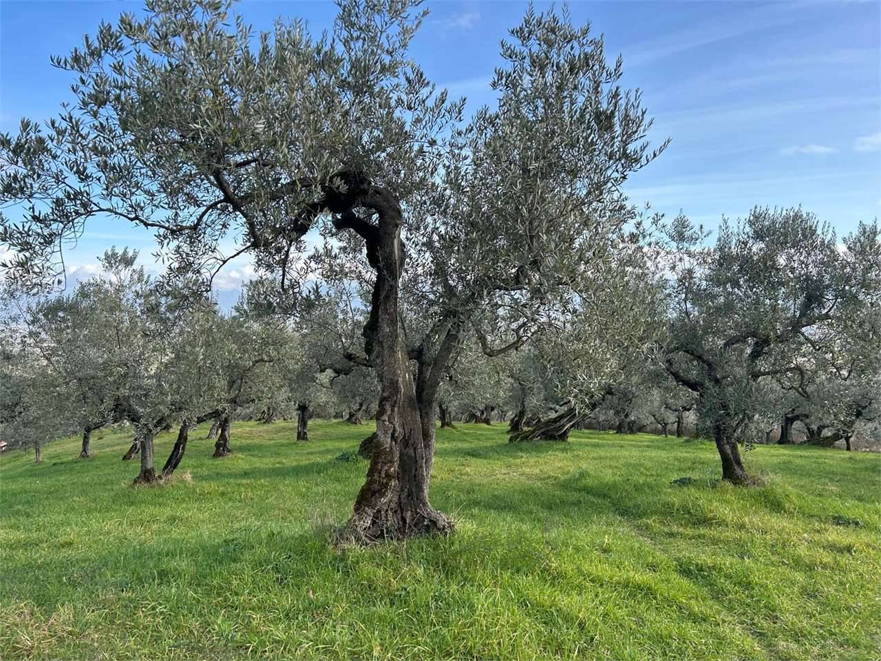 immagine annuncio 3 di 8
