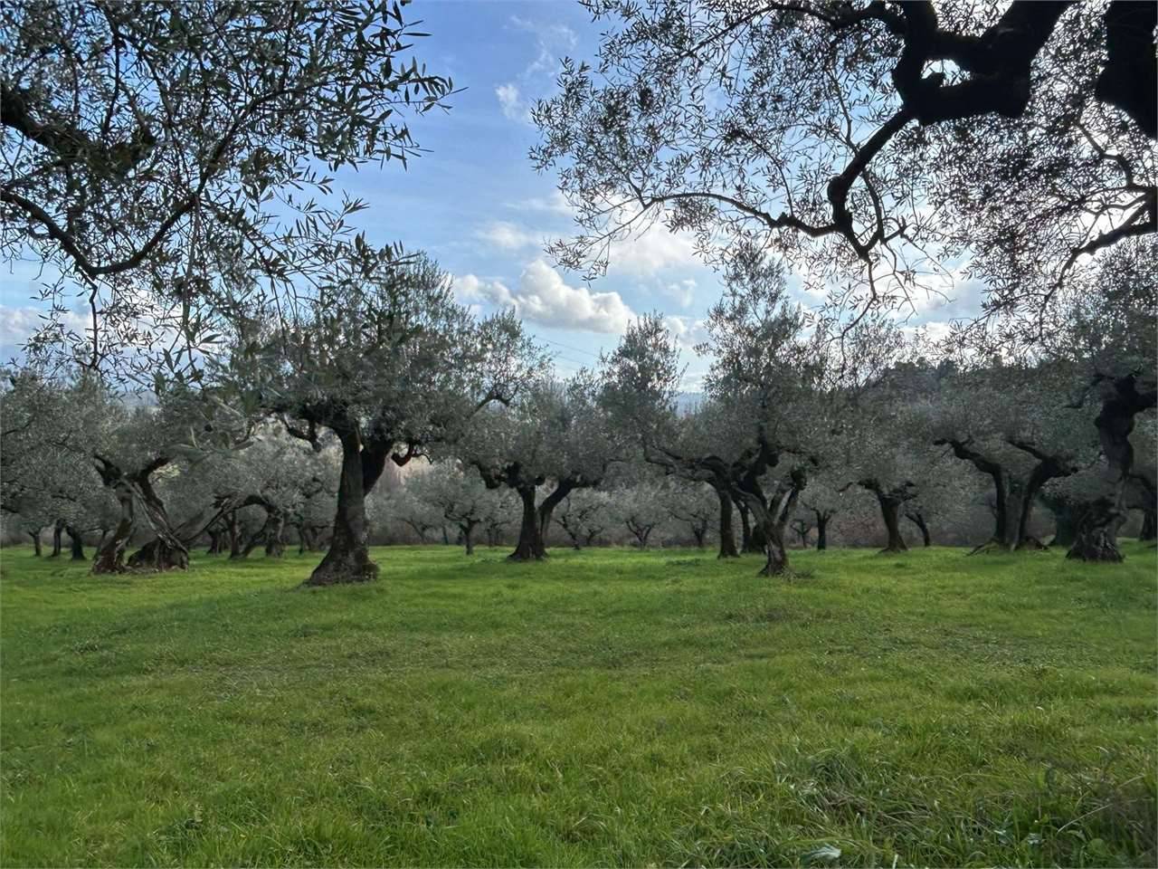 immagine annuncio 6 di 8