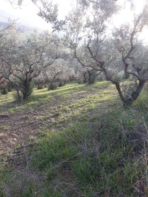 immagine annuncio 1 di 2
