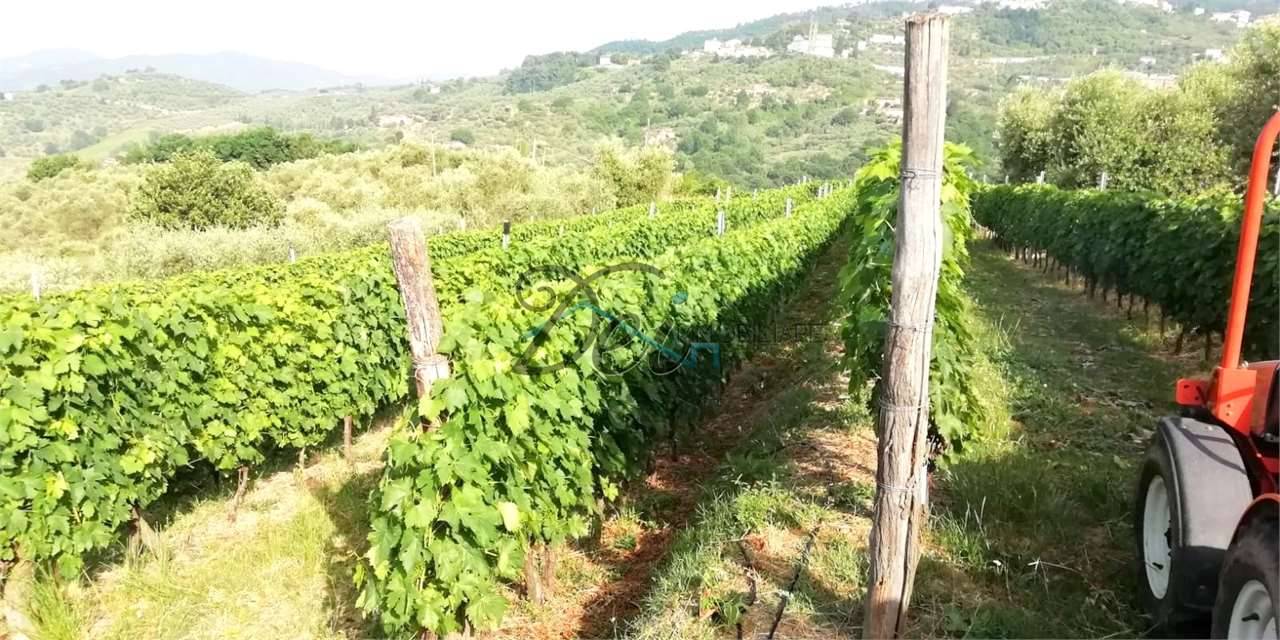 immagine annuncio 2 di 7