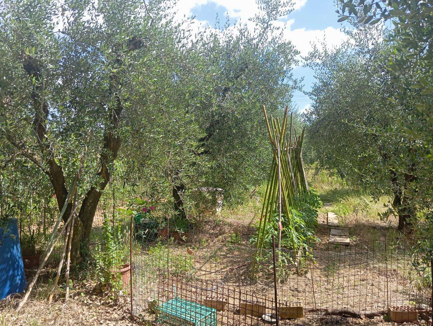immagine annuncio 3 di 6