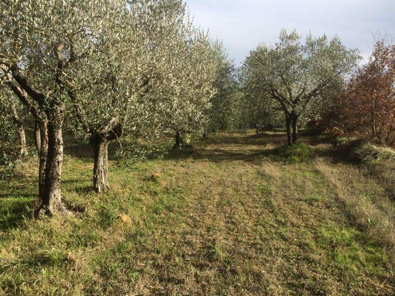 immagine annuncio 4 di 12