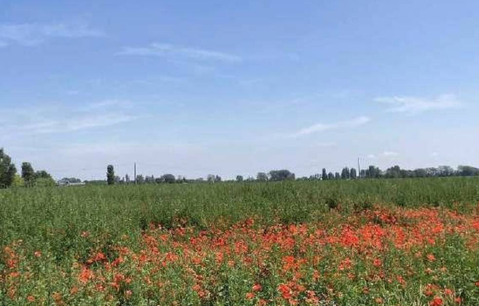 immagine annuncio 8 di 10