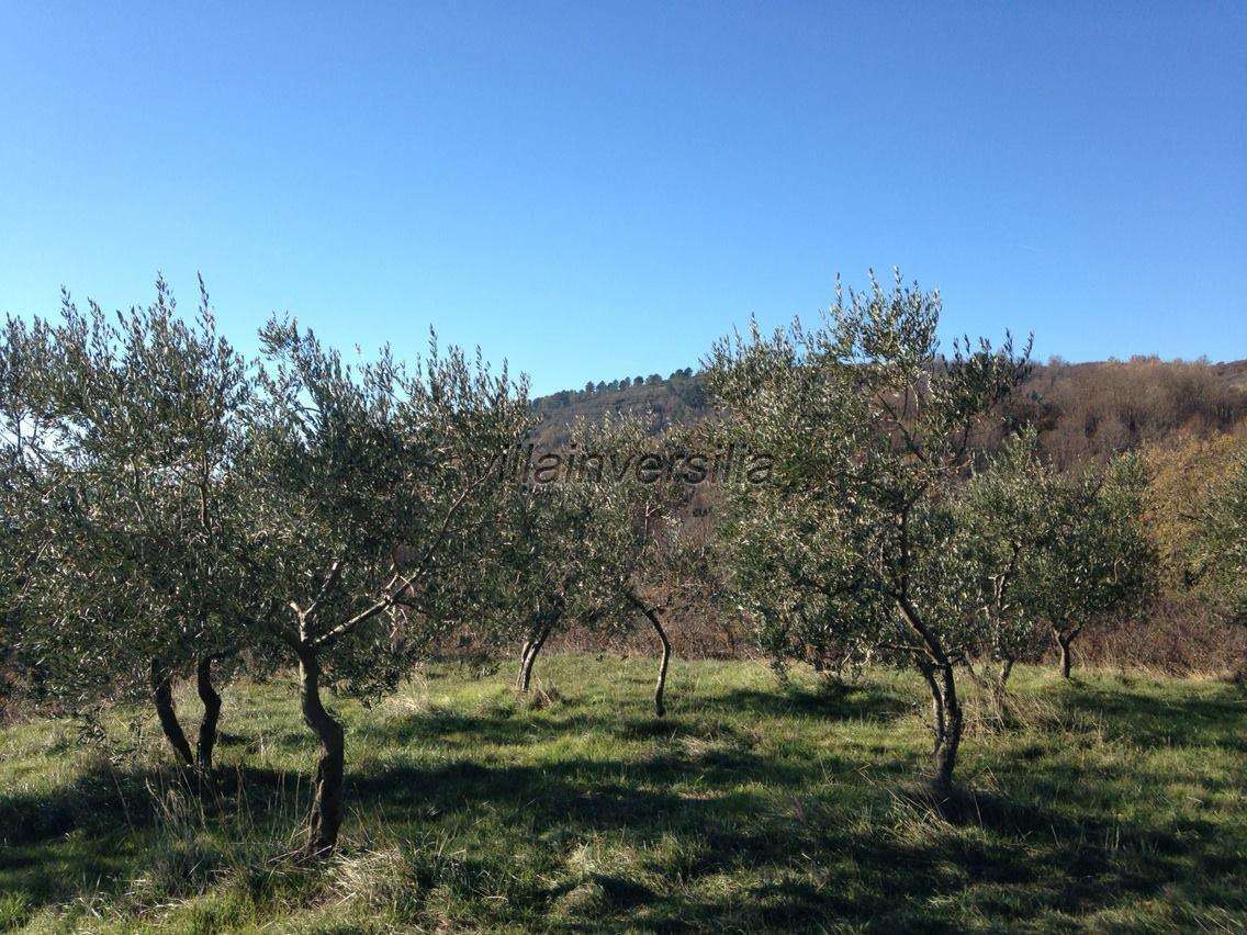immagine annuncio 4 di 8