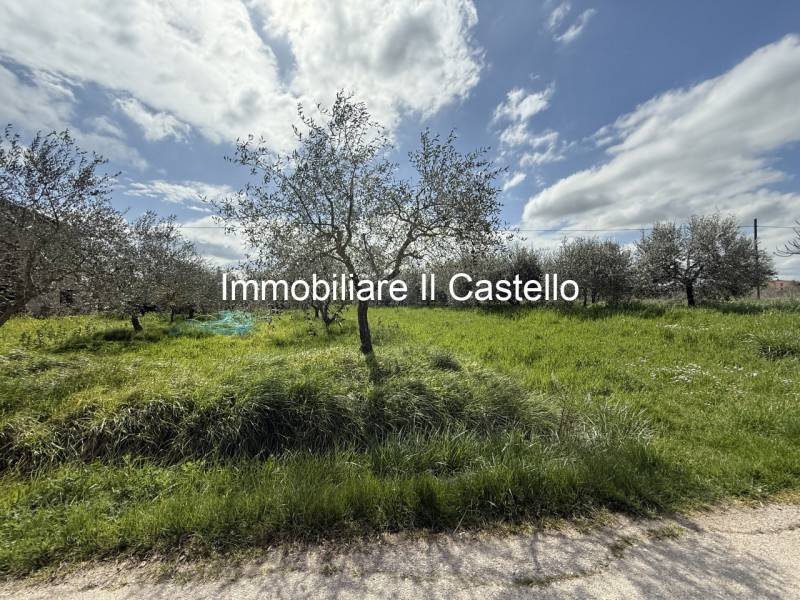 immagine annuncio 1 di 6