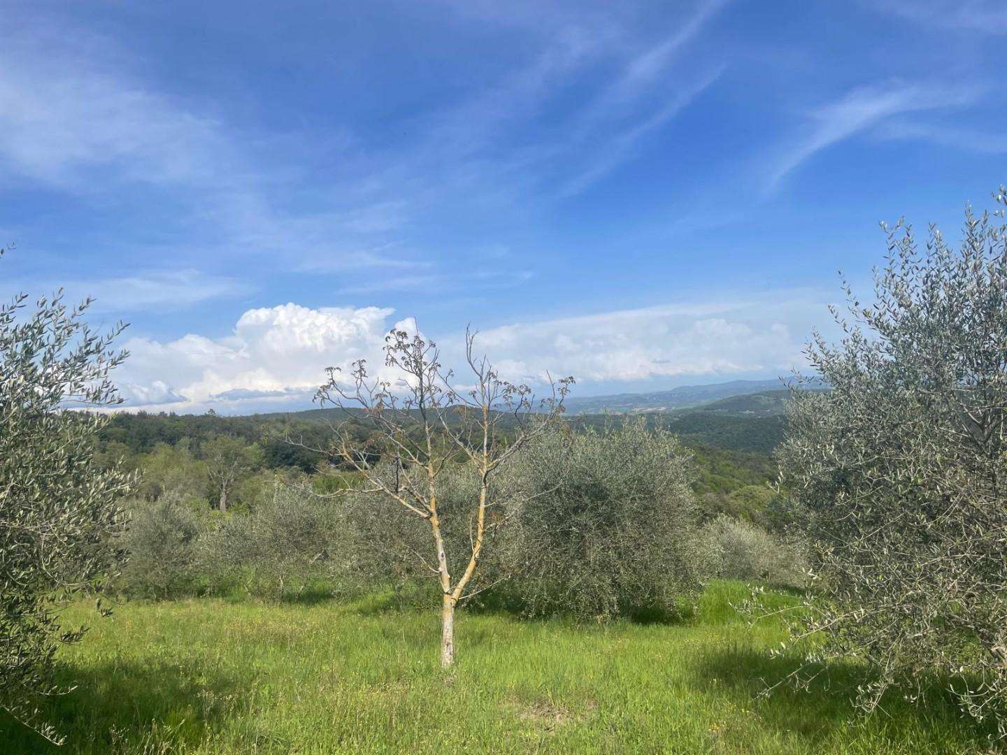 immagine annuncio 6 di 9