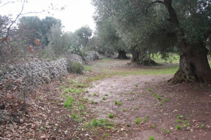 immagine annuncio 5 di 10