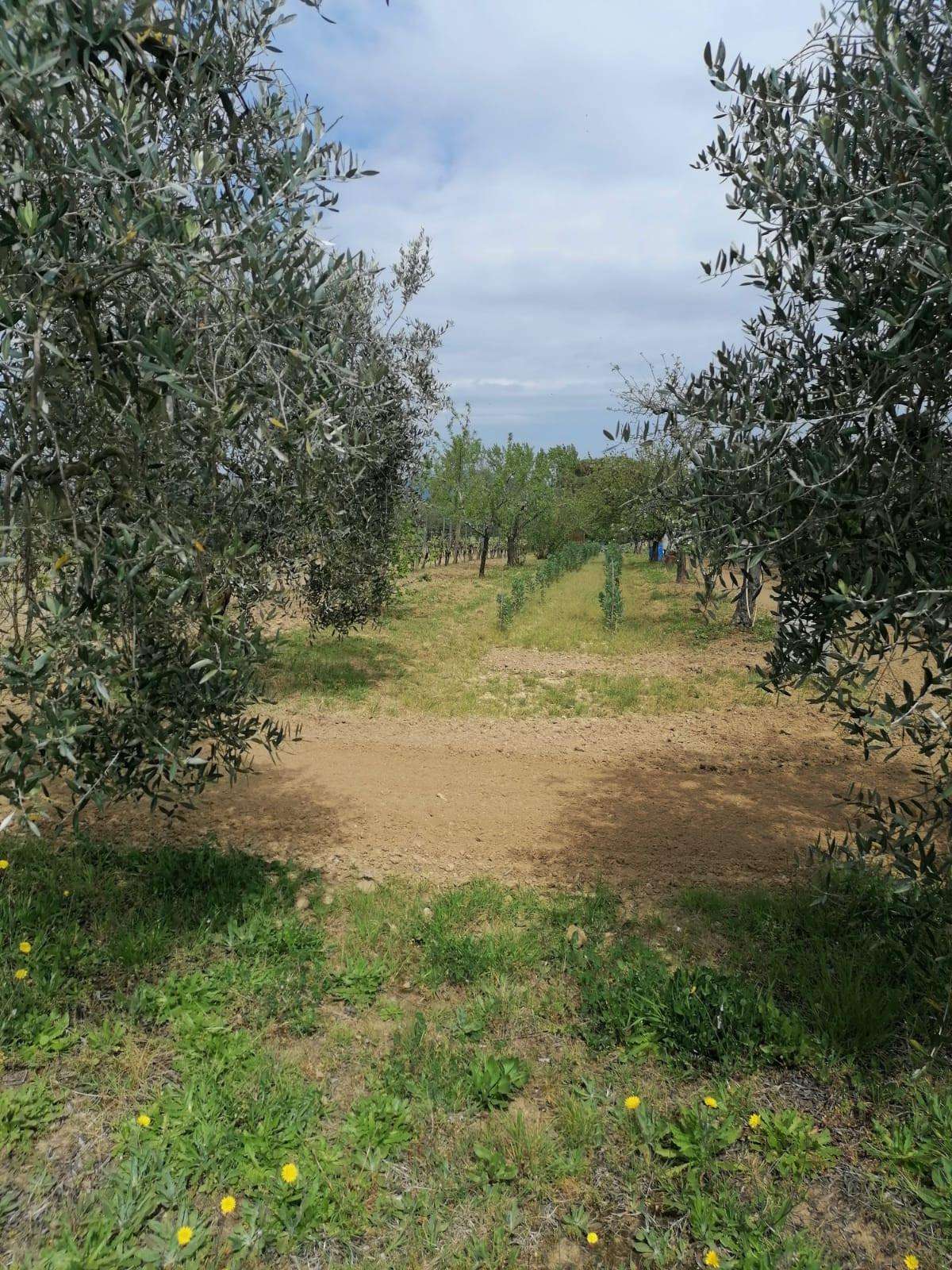 immagine annuncio 1 di 14