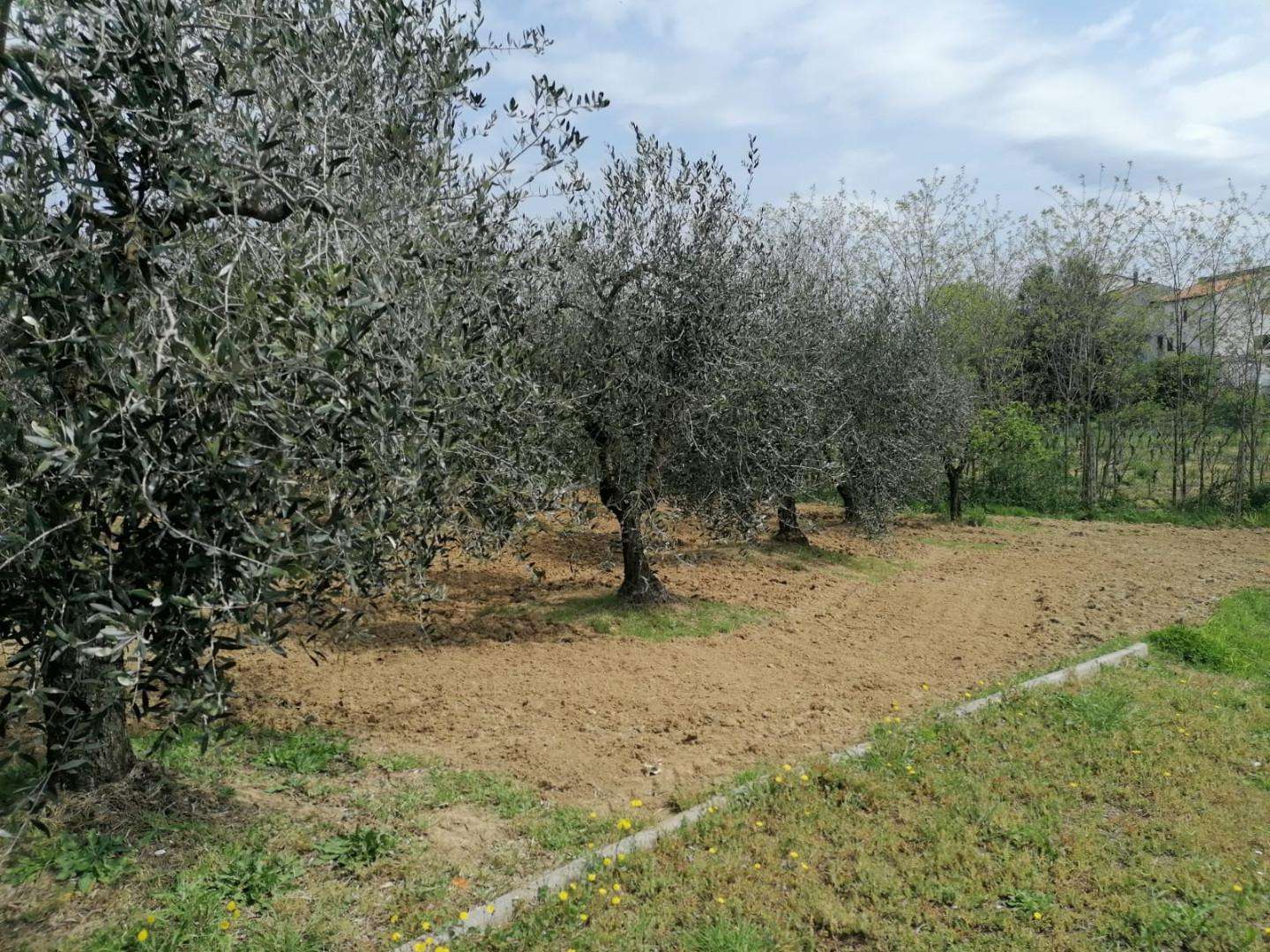 immagine annuncio 6 di 14