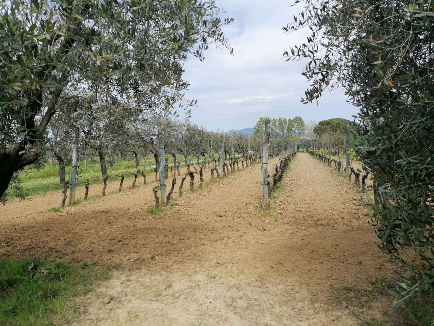 immagine annuncio 8 di 14