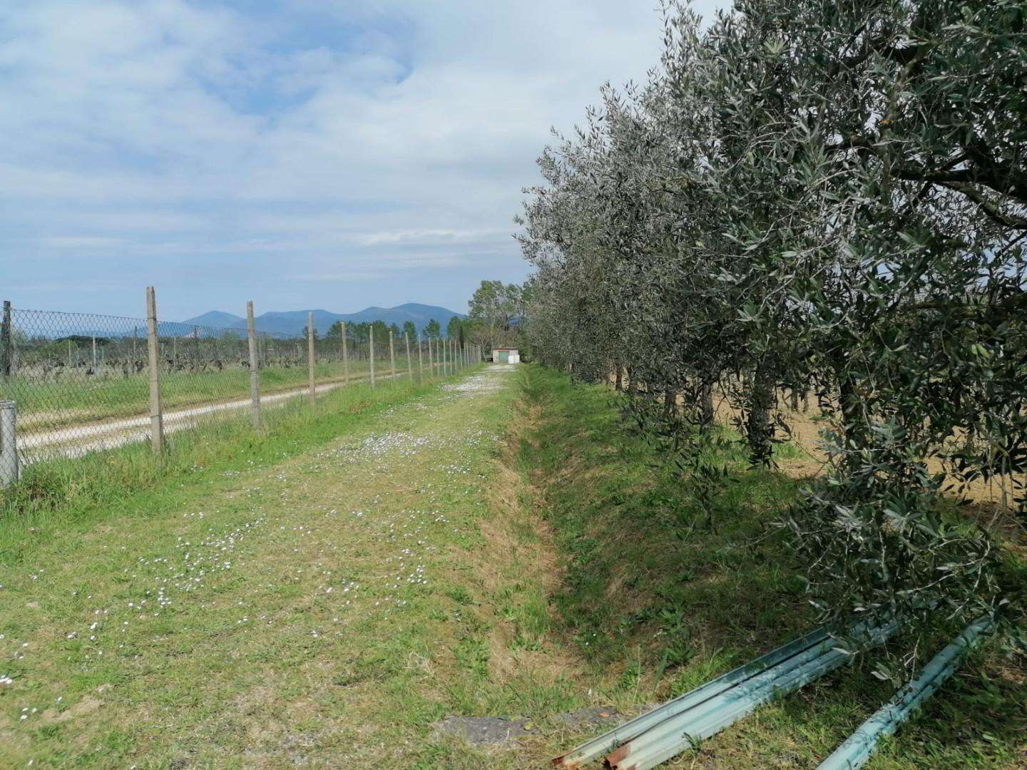 immagine annuncio 12 di 14