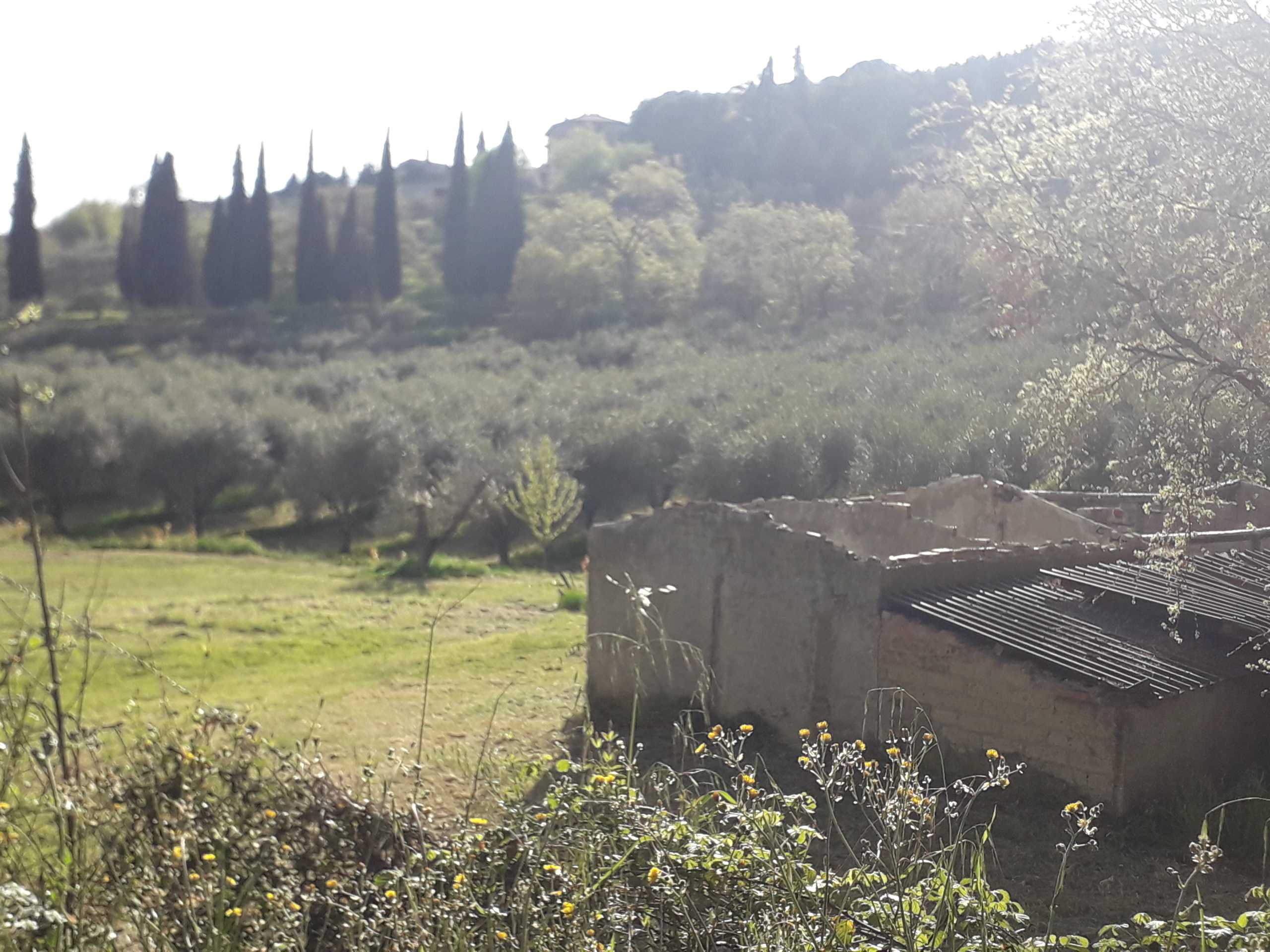 immagine annuncio 12 di 14