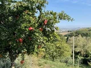  - foto 32