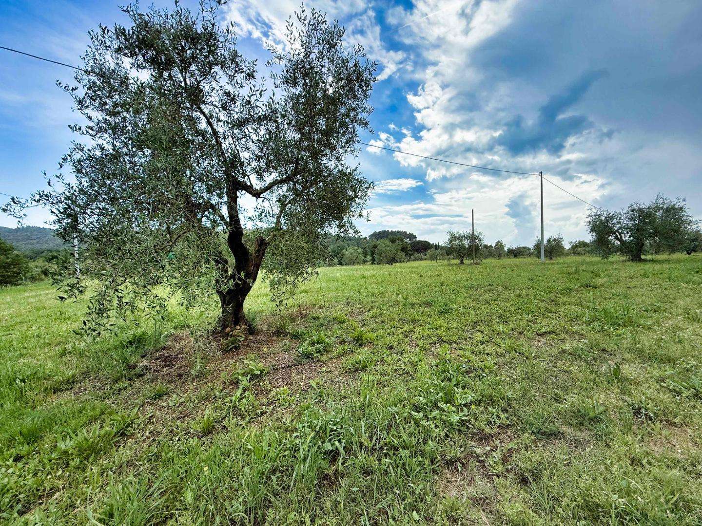 immagine annuncio 1 di 7