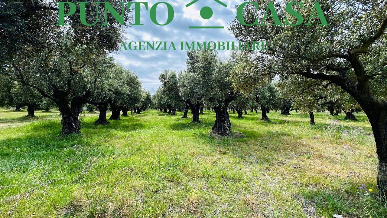 immagine annuncio 8 di 10