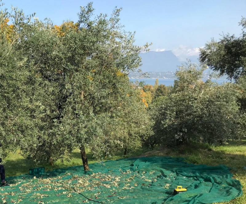 immagine annuncio 5 di 10