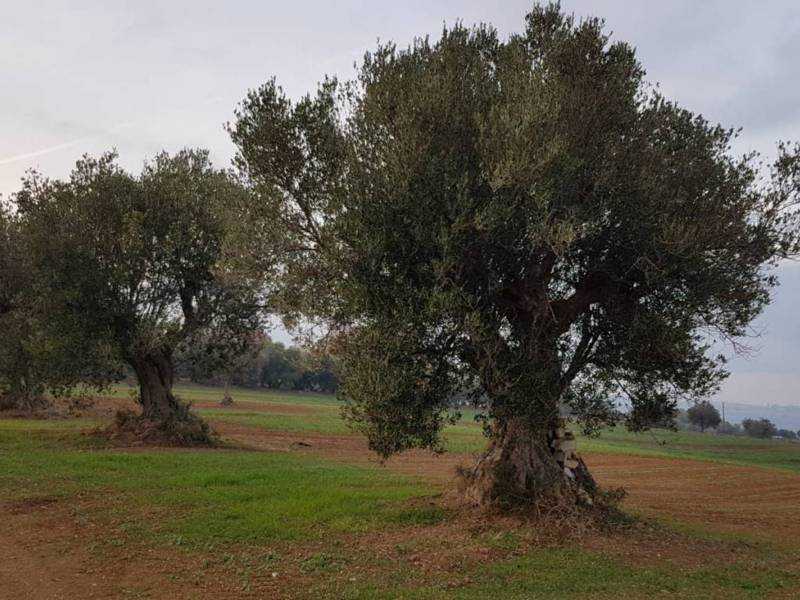  - foto 6