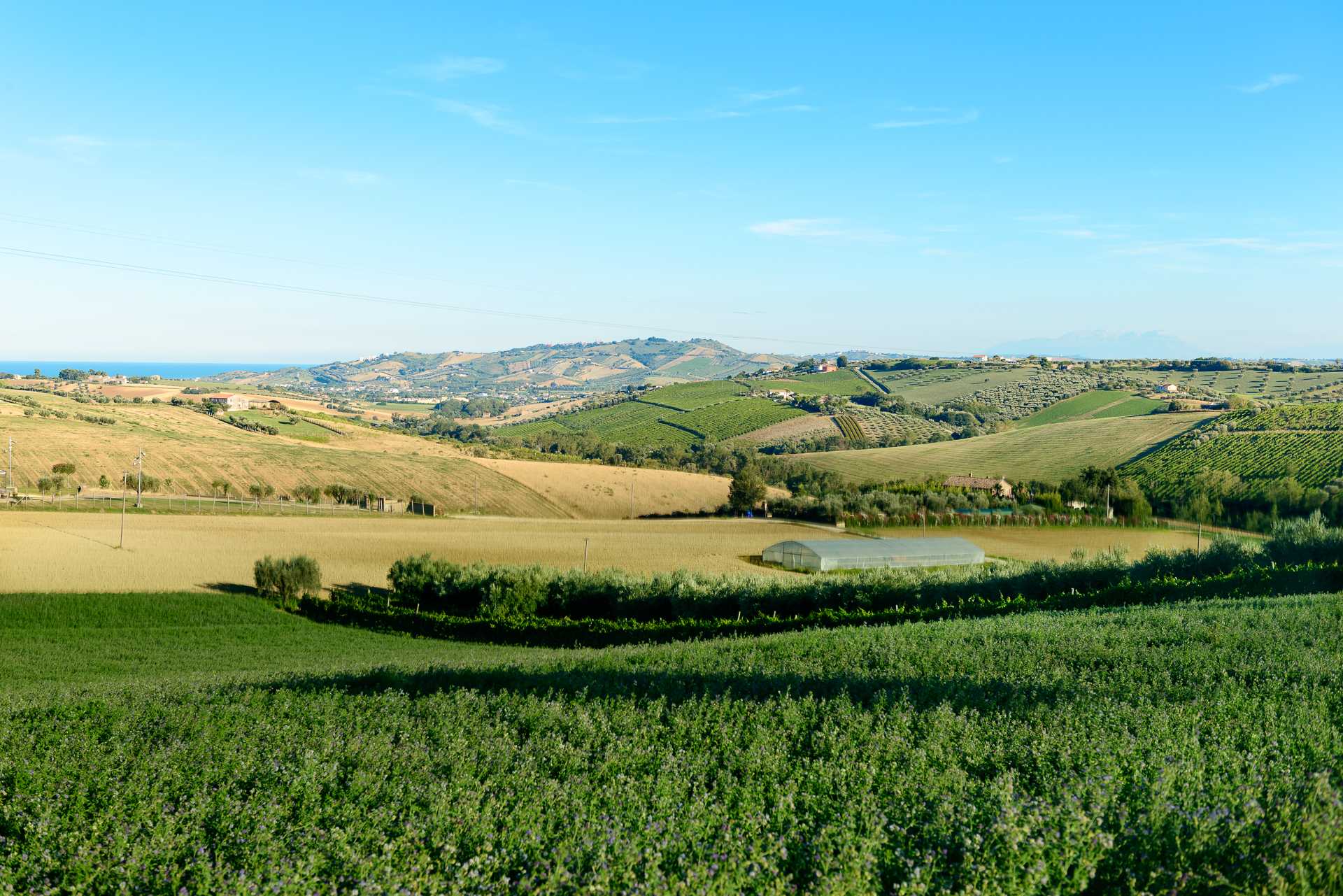immagine annuncio 10 di 15