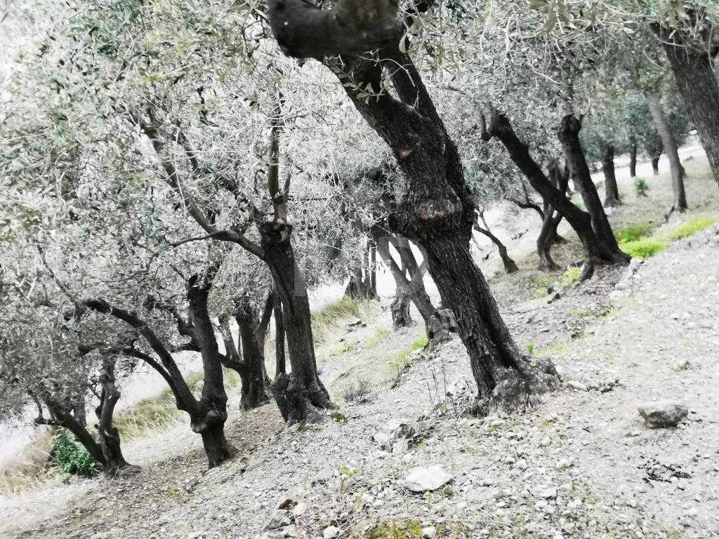 immagine annuncio 5 di 6