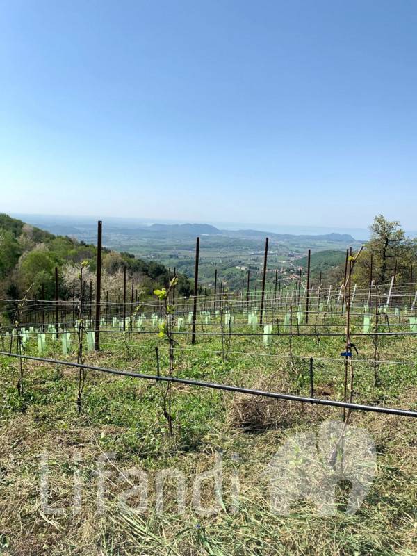 immagine annuncio 3 di 6