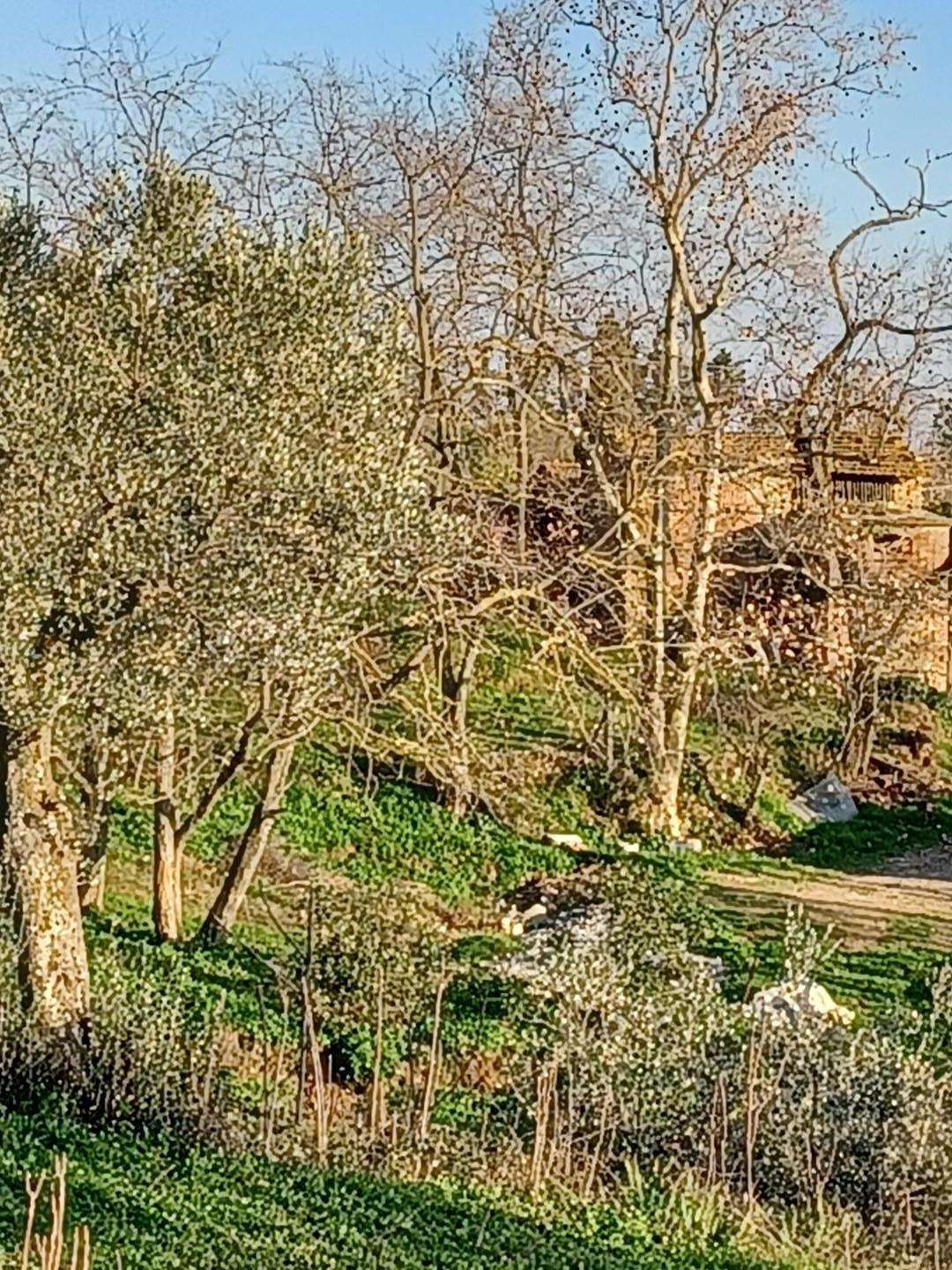 immagine annuncio 2 di 11