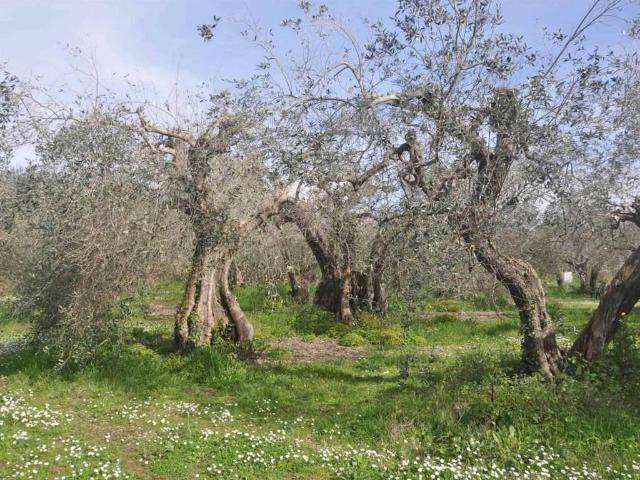 Terreno edificabile Larciano PT,, Larciano