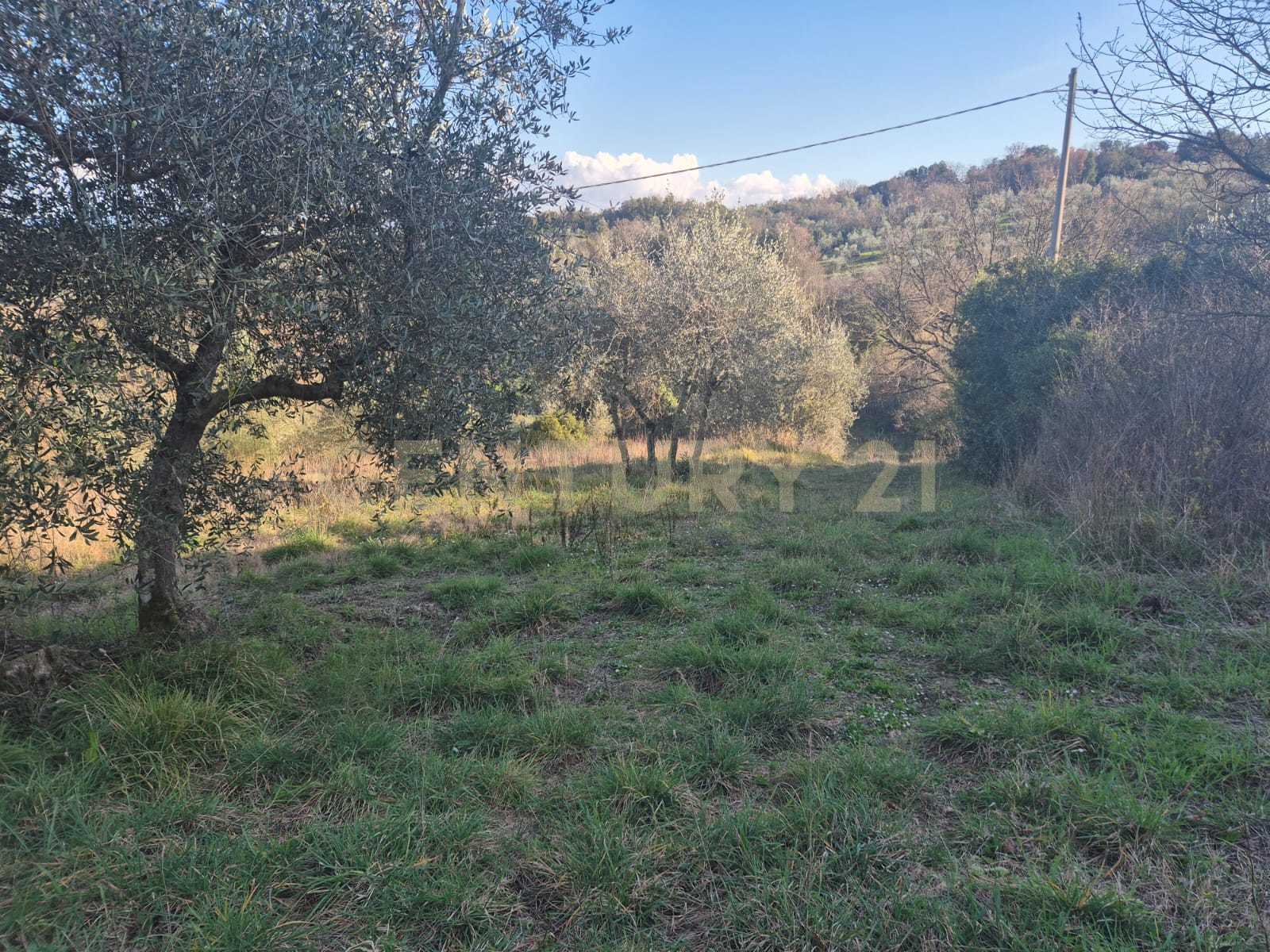 immagine annuncio 3 di 11