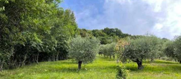 immagine annuncio 2 di 4