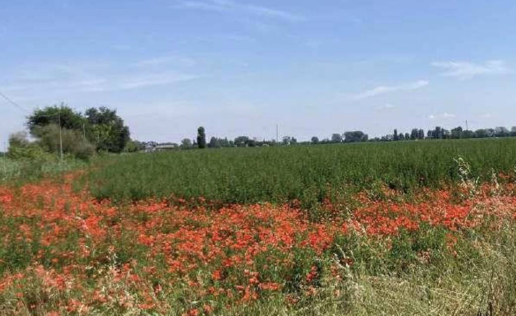 immagine annuncio 5 di 10