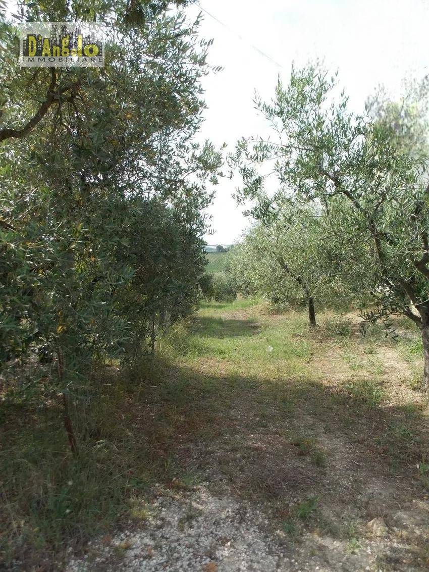 immagine annuncio 5 di 14