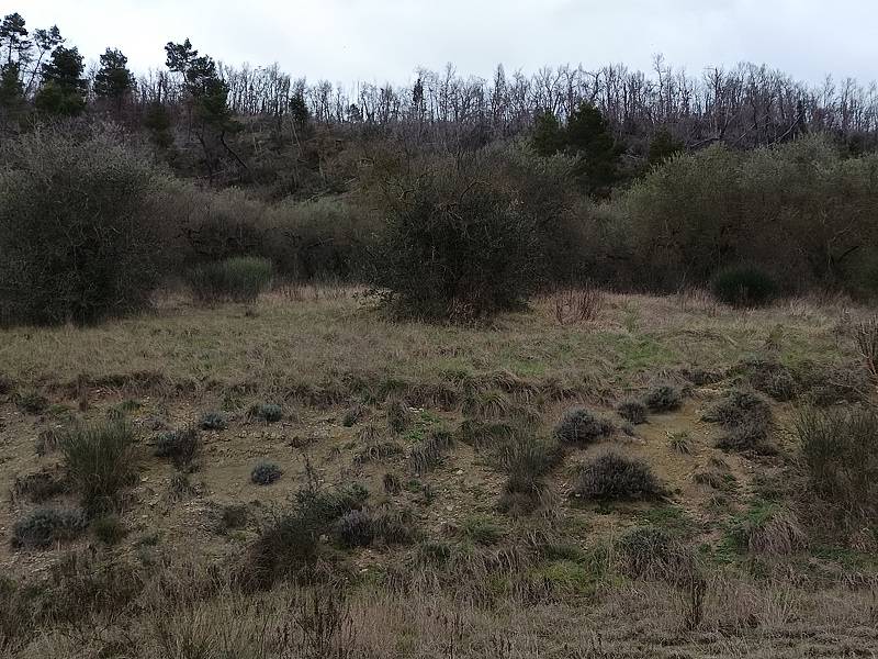 immagine annuncio 2 di 4