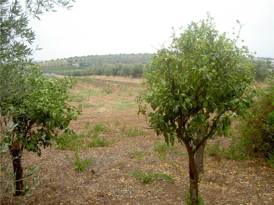  - foto 16